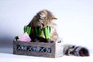 Brunhåret katt sitter med snuten nedi en blomsterkasse med svibler, som kan være giftig for katter