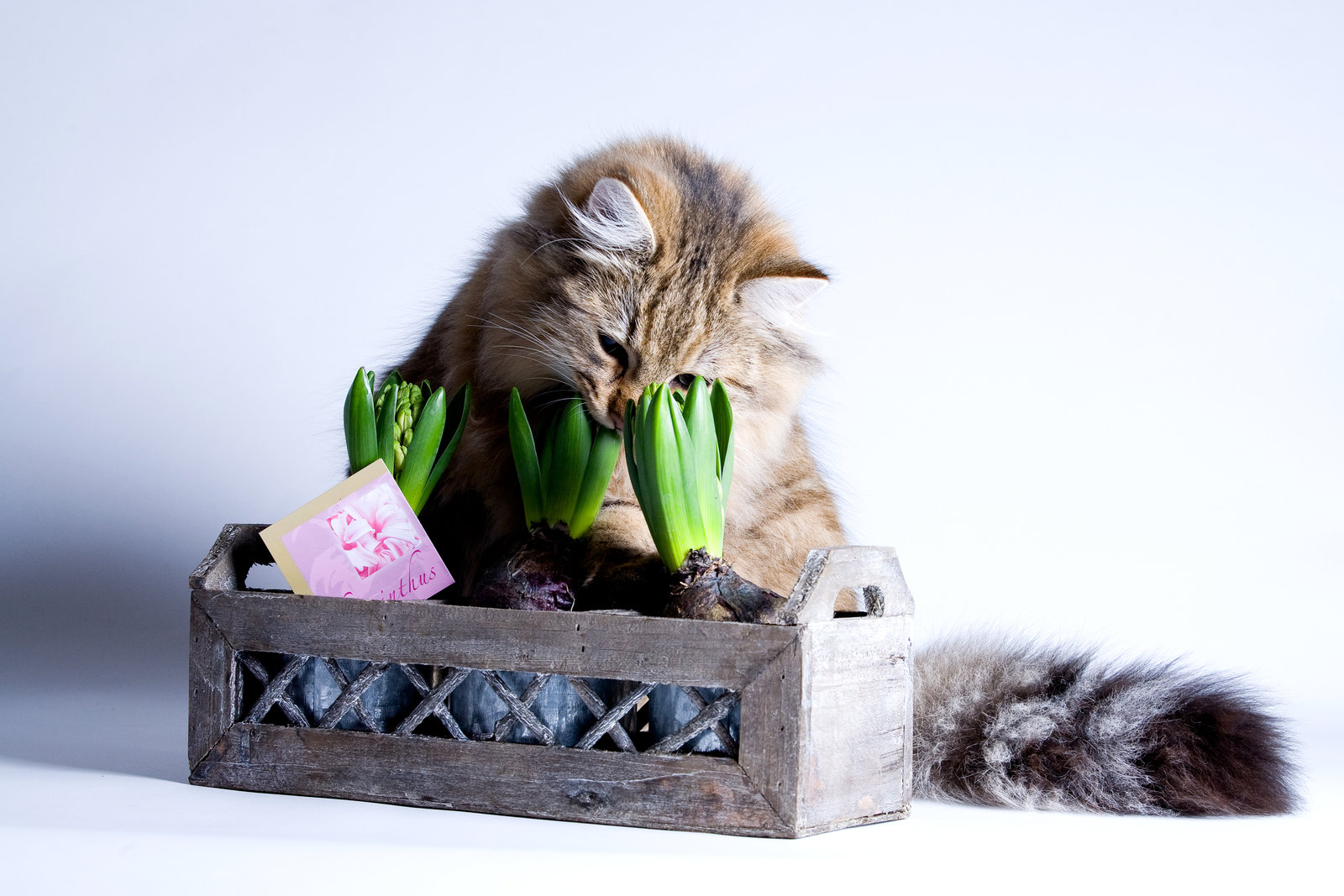 Forgiftning hos katt. Vær oppmerksom disse plantene! - Appetitt