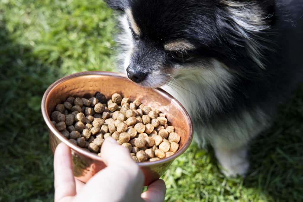 Hvilken betydning har mineraler i hundefôret og kattematen?