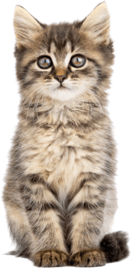 Søt gråbrun kattunge sitter pent og ser mot kameraet.