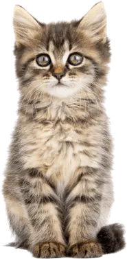 Søt gråbrun kattunge sitter pent og ser mot kameraet.