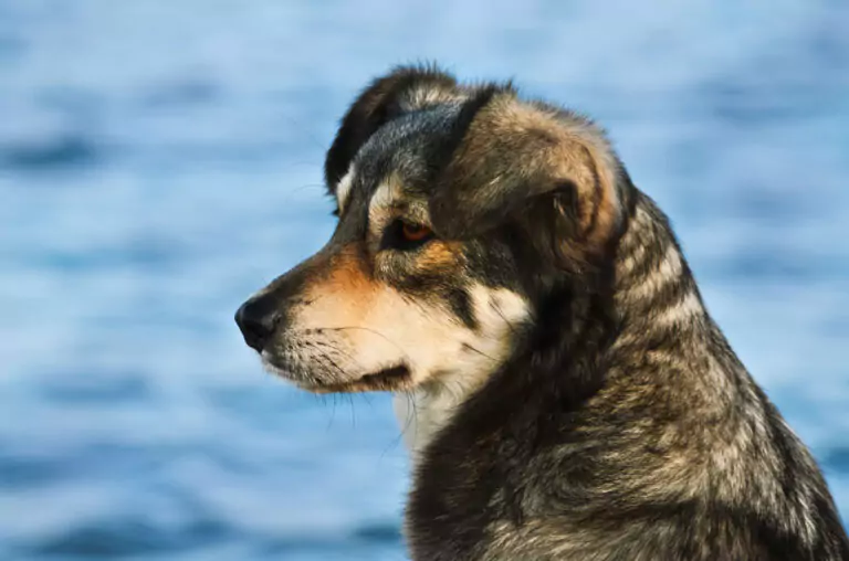 Brun hund i profil, utendørs. Hundefôr bør tilpasses rase og aktivitetsnivå.