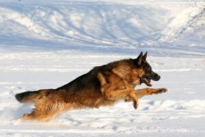 Frisk og rask Schaeferhund som bykser i snøen etter å ha fått hundefôr fra Appetitt
