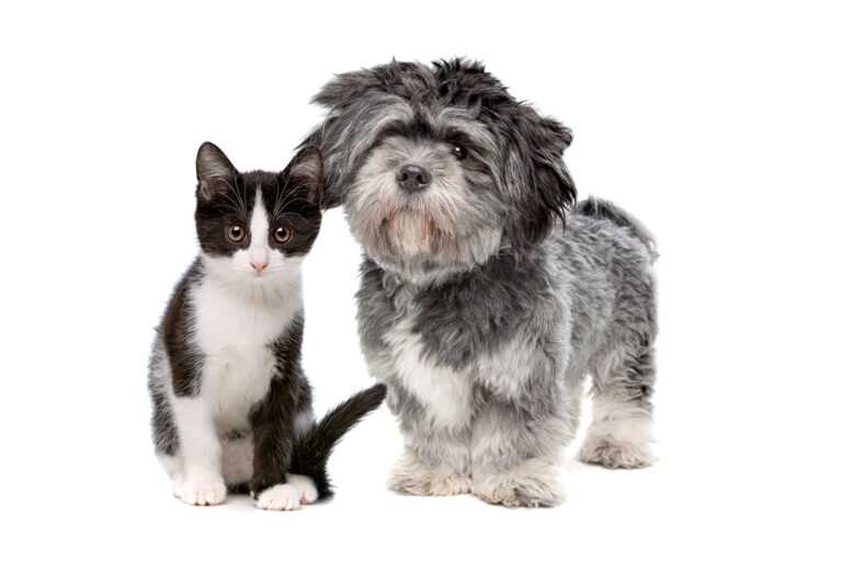 Sort og hvit katt sitter ved siden av liten grå og hvit hund. Begge ser sunne og friske ut.