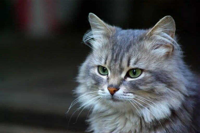 Portrettfoto av sunn, langhåret grå katt (sibirkatt) med grønne øyne.