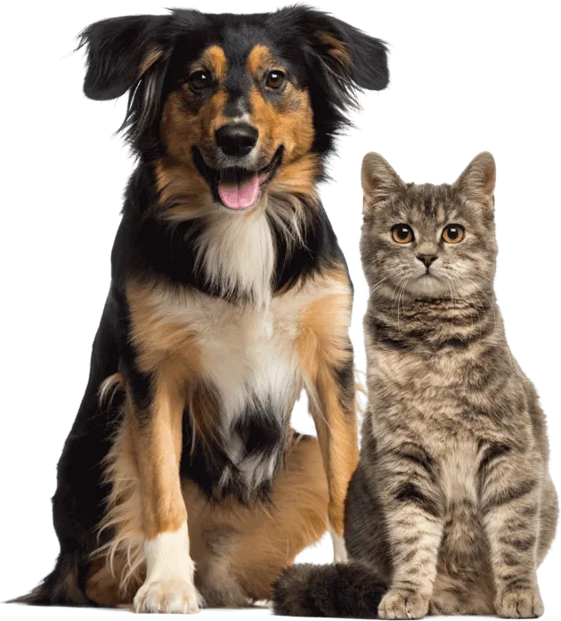 Hund (tricolor) og katt (gråspraglet) som sitter ved siden av hverandre. Begge ser sunne ut - det blir de med fôr fra Appetitt.