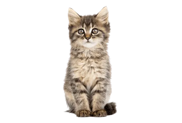 Søt gråspraglet kattunge sitter pent og ser mot kameraet. Valg av kattemat er viktig for sunn katt.