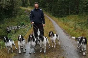 Appetitt ambassadør Kennel Winton ute på tur med seks hvite og svarte engelske springer spaniel hunder på en grusvei i skogen.
