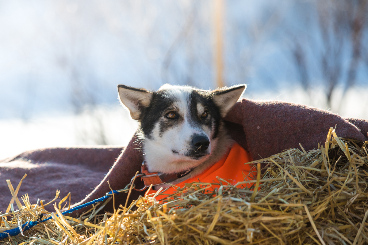 Hund som hviler i høy under teppe etter hundeløp. Aktive hunder kan få Appetitt Energy eller Extreme hundefôr.