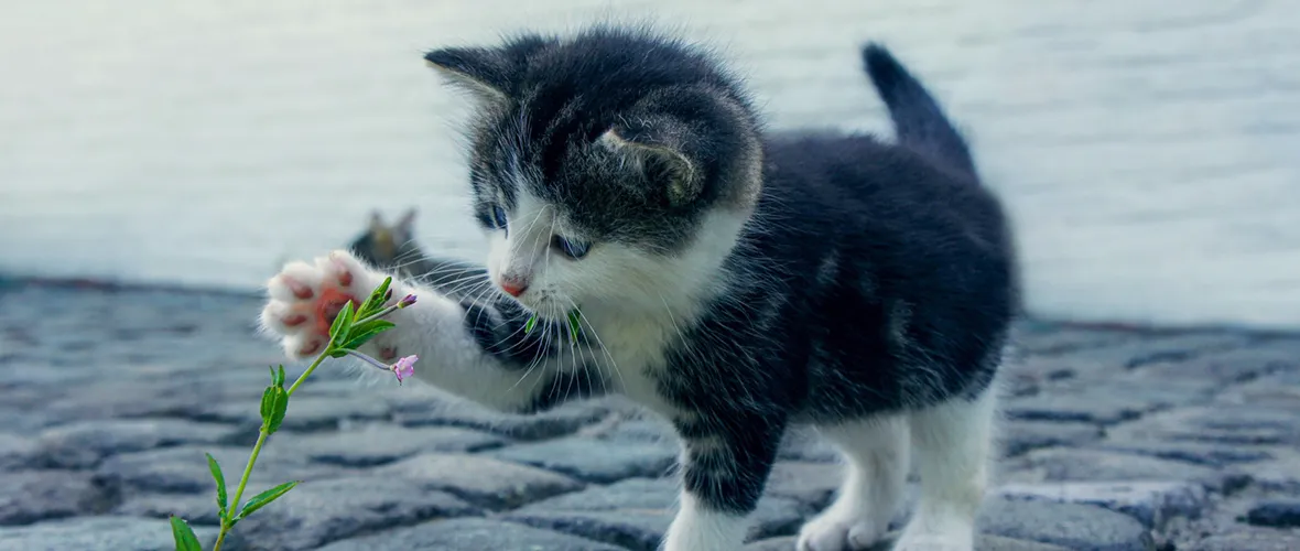En søt kattunge (grå med hvite bein og fjes) som leker med en blomst stikkende opp fra brostein.