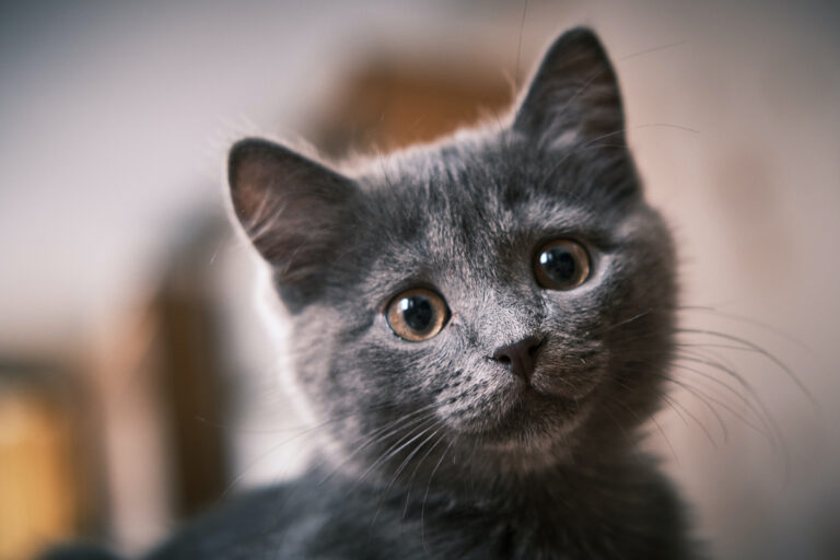 Portrett av søt mørk kattunge med brune øyne som ser ut som den vil ha kattemat fra Appetitt.