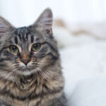 What is important when feeding the cat