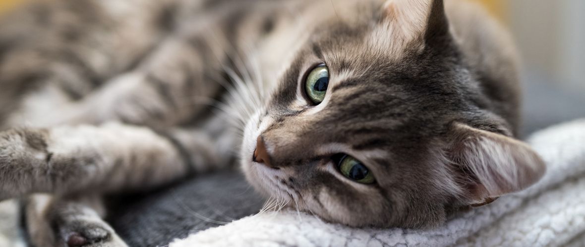 1180×500-Temasider-Main.jpg 1180x500-Temasider-Main.jpg