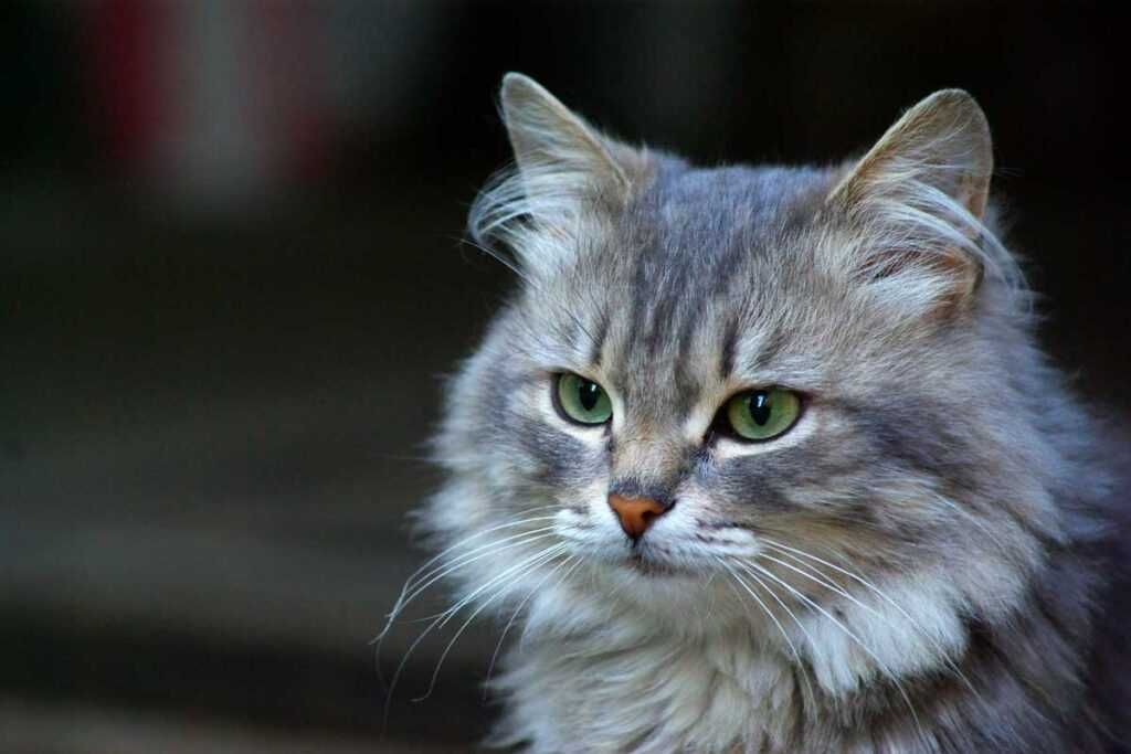 Portrétní fotografie zdravé dlouhosrsté šedé kočky (sibiřská kočka) se zelenýma očima.
