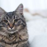 Rady ohledně krmiva pro kočky